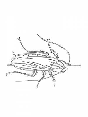 Картинка Таракан раскраска на листе  для детей