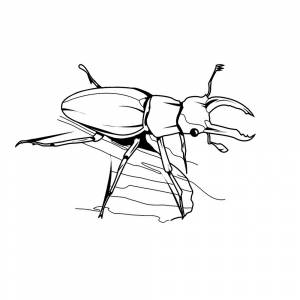 Раскраска Жук