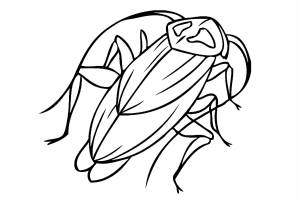 Раскраска Таракан