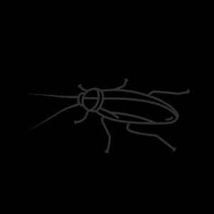 Таракан рисунок карандашом