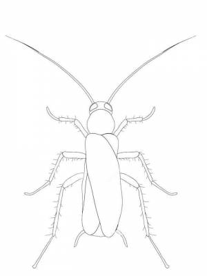 Раскраски Таракан   в формате