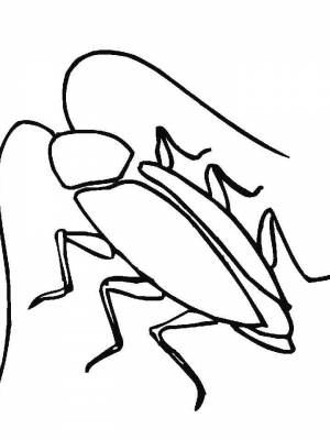 Раскраски Таракан   в формате