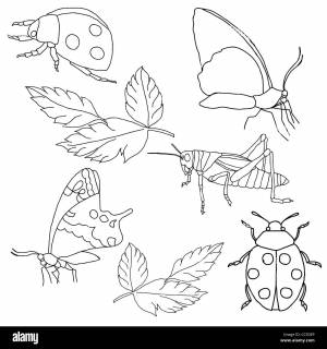 Насекомые осенью