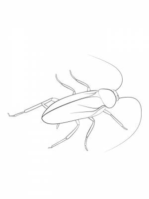 Раскраски Таракан   в формате
