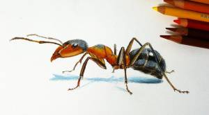 как рисовать насекомых