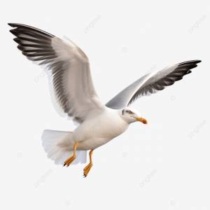 чайка летит природа PNG , животное, летать, полет PNG рисунок для й загрузки