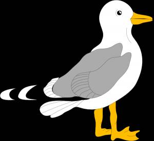 seagulls always at lake michigan