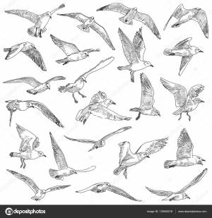 81 ilustraciones de stock de Чайка карандаш