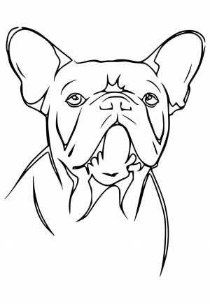 Раскраска Французский Бульдог Настоящий