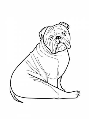 Раскраски Бульдог   в формате