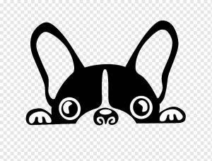 черно-белая иллюстрация французского бульдога, бостонский терьер Французский бульдог, бразильский терьер, черный и белый щенок, белый, млекопитающее, черные волосы png