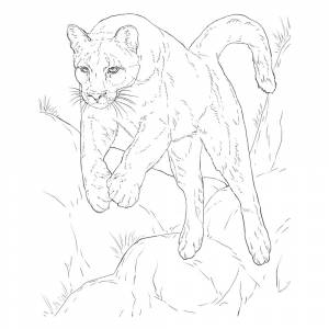 Раскраска Пума