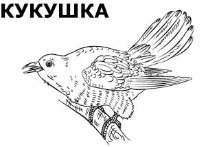 Раскраски птиц кукушка