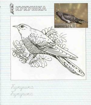 Раскраски птиц кукушка