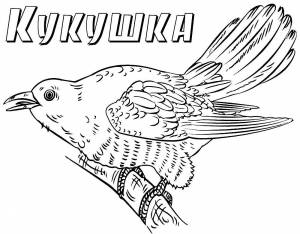 Раскраска Кукушка