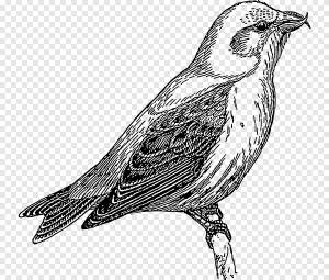 Кукушка обыкновенная Малая кукушка, Серая трясогузка, другие, монохромный png