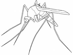 Pаскраска комар 11320