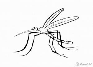 Детские раскраски, насекомые, комар