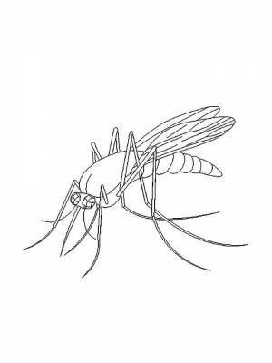 Раскраска Комар  для мальчиков