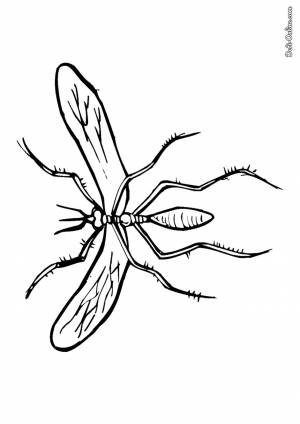 Раскраска Комар