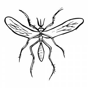 Раскраска Комар