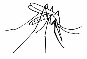 Раскраска комар