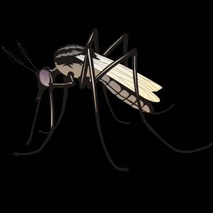 Комар рисунок детский