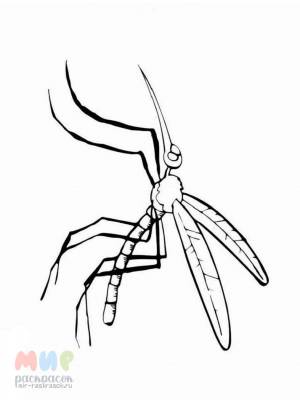 Раскраска Комар