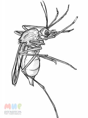 Раскраска Комар