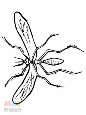 Раскраска Комар