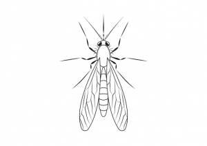 Черно-белая раскраска от комаров