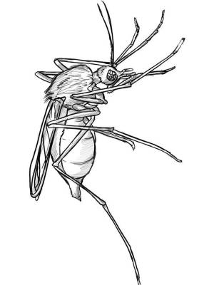 Раскраски Комар