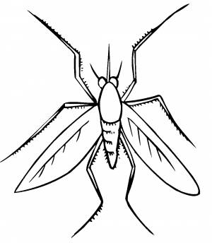 Комар рисунок для детей карандашом