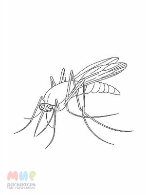 Раскраска Комар ночной кошмар