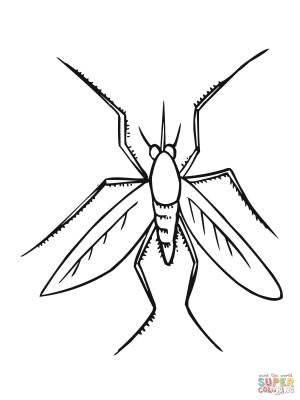 Раскраска Комар