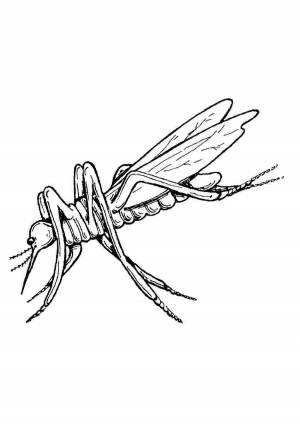Картинка раскраска комар