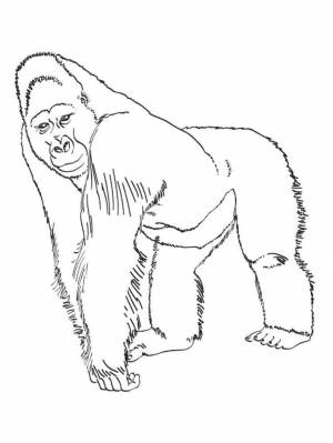 Раскраски Горилла