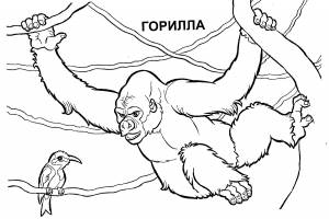 Раскраска Горилла