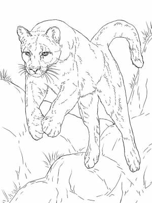 Прыгающая пума