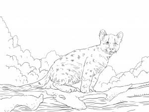 Раскраска пума