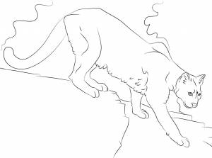 Расраски Пума