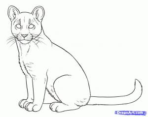 puma coloring page