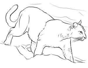 Раскраски Пума для детей