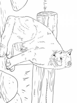 Раскраска Пума картинка  для мальчиков