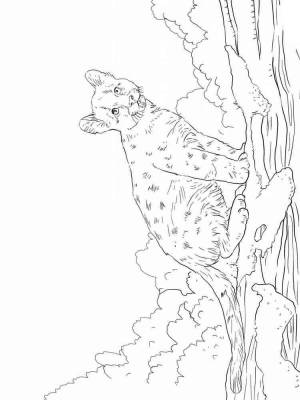 Раскраски Пума