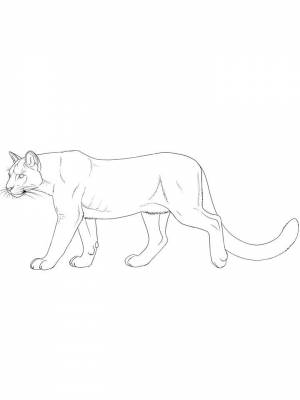 Раскраски Пума   в формате