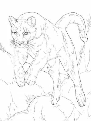 Картинка Пума раскраска для девочек