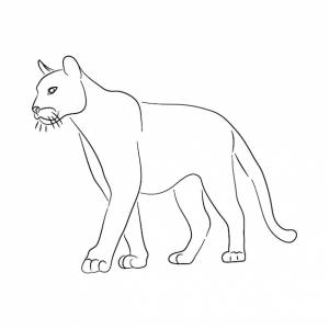 Ручная векторная иллюстрация puma sketch