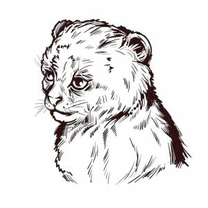 Пума ребенка, портрет экзотических животных изолированных эскиз