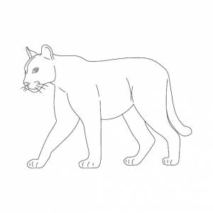 иллюстрация каракулей пумы